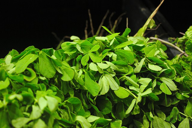 Le Fenugrec une plante pour grossir
