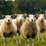 Mouton ou Chèvre ?