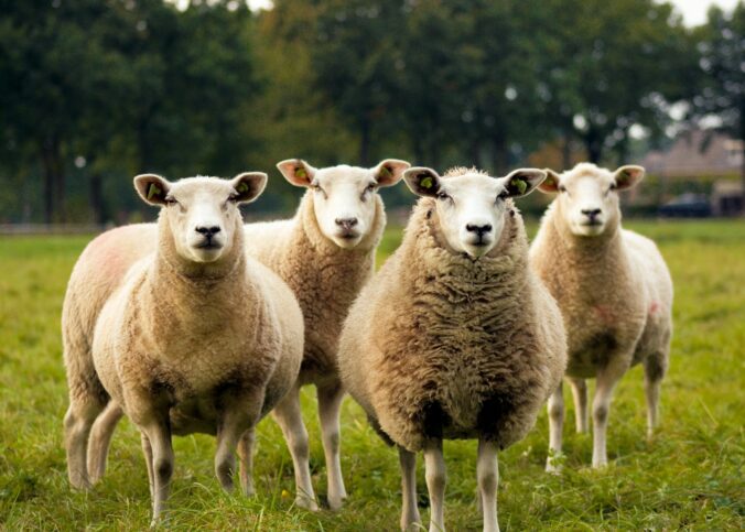 Mouton ou Chèvre ?