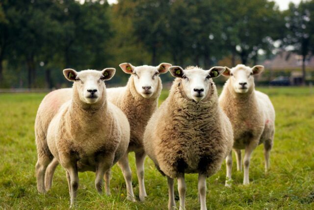 Mouton ou Chèvre ?
